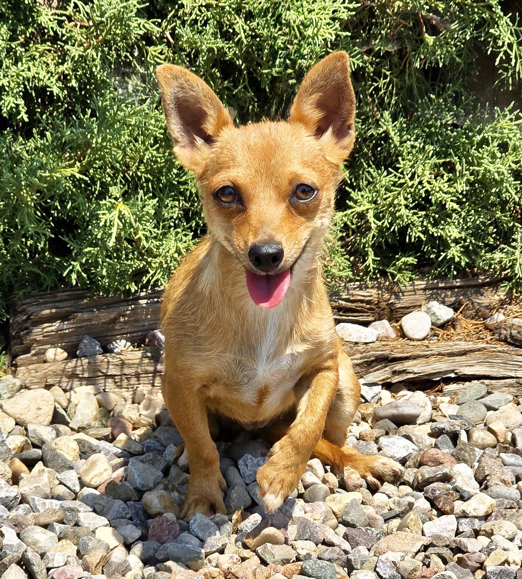 Enlarge Jazzy Lil Ms Jenga - SWEETIE PIE, an adopted Chiweenie in Albuquerque, NM image 3/3
