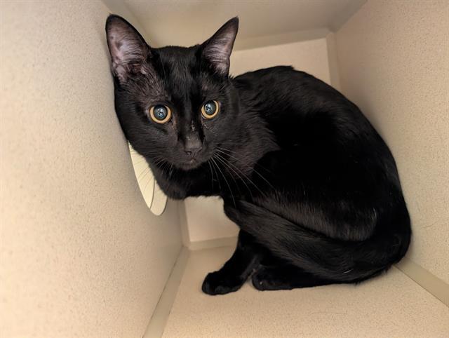 Enlarge BOY BAND, a Adoptable Domestic Medium Hair in Denver, CO image 1/1