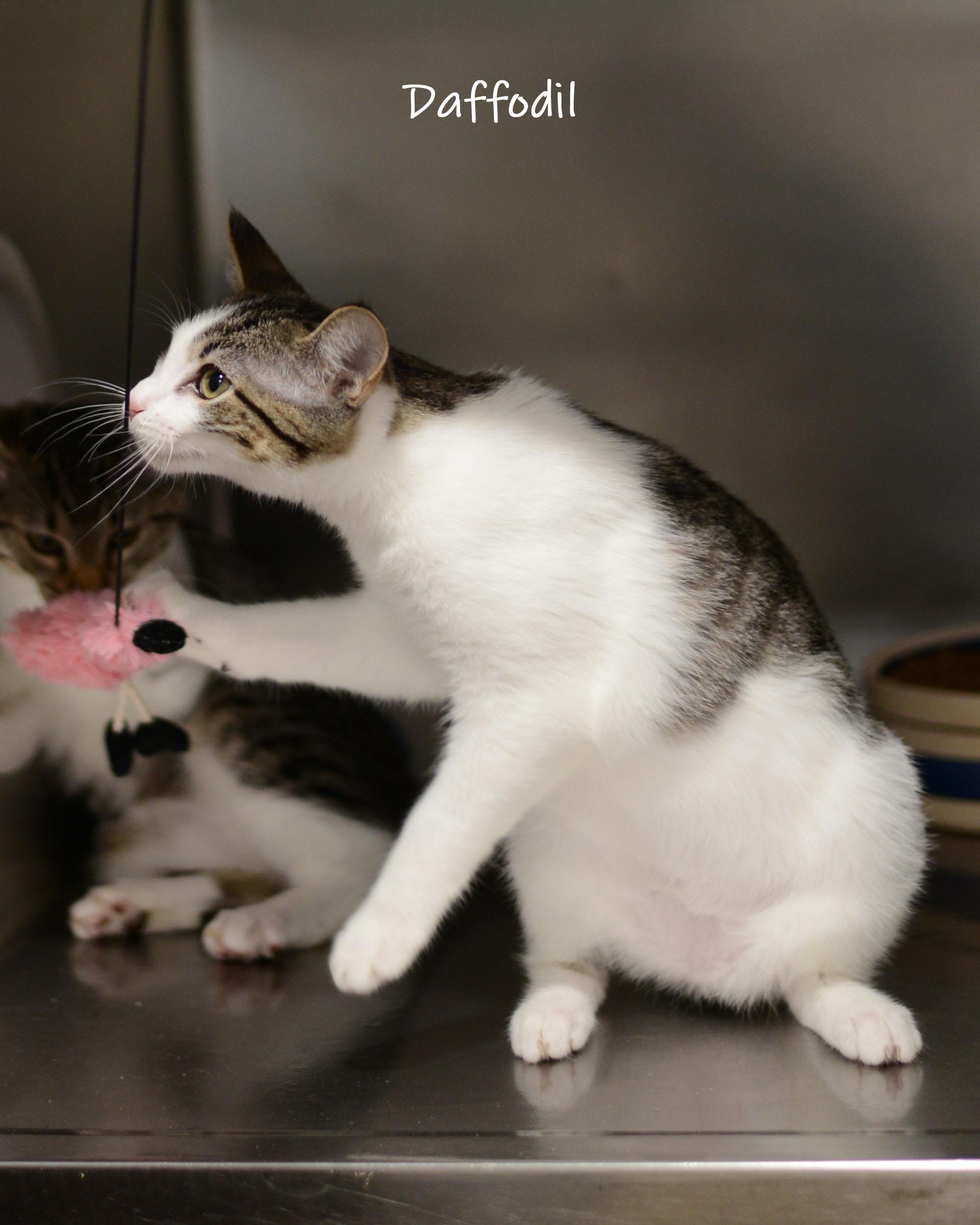 Daffodil, an adopted Domestic Short Hair in Bishop, GA image 4/6