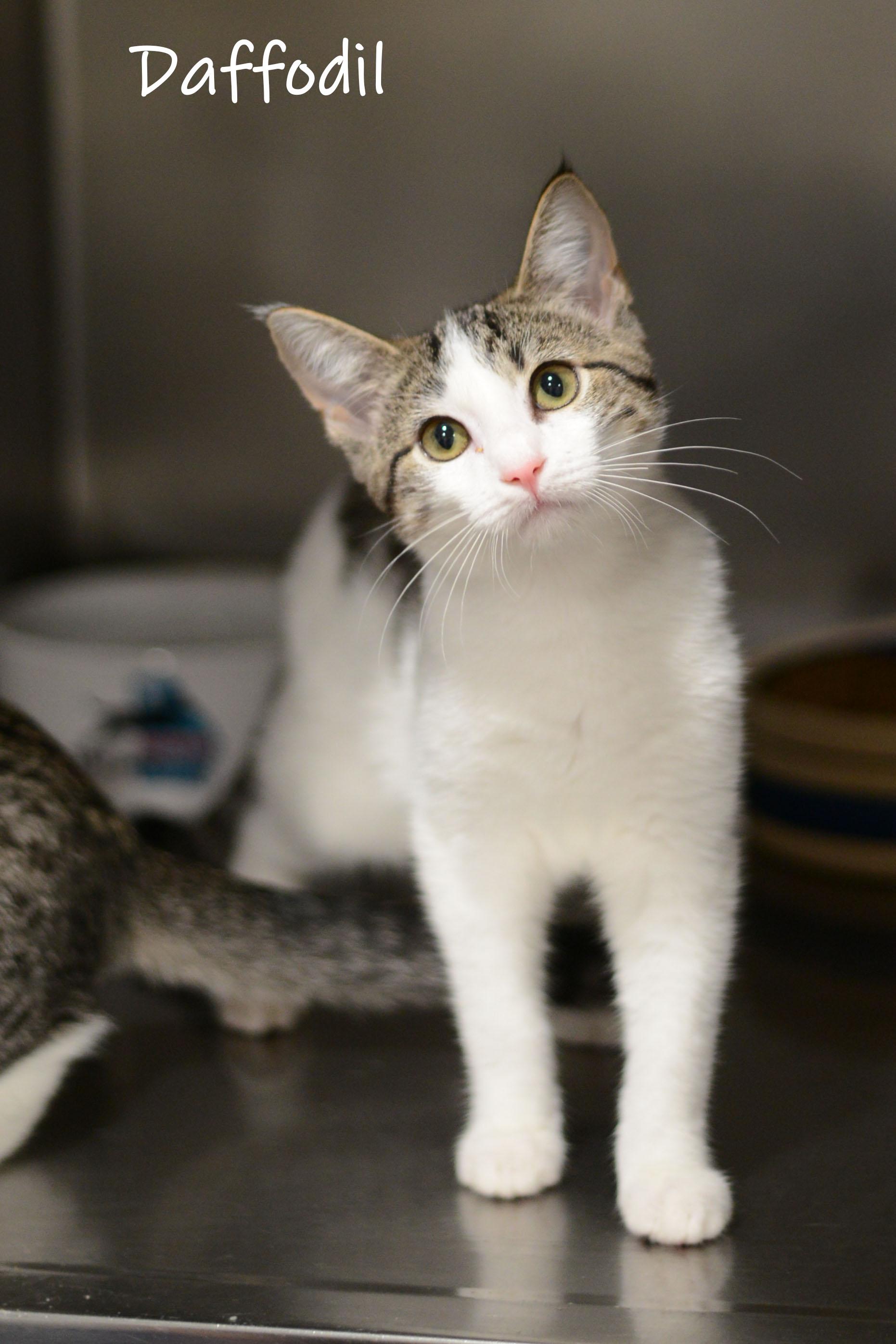 Daffodil, Adoptable, Kitten Female Domestic Short Hair.