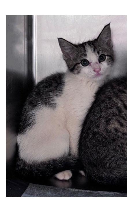 Enlarge Daffodil, a Adoptable Domestic Short Hair in Bishop, GA image 1/1