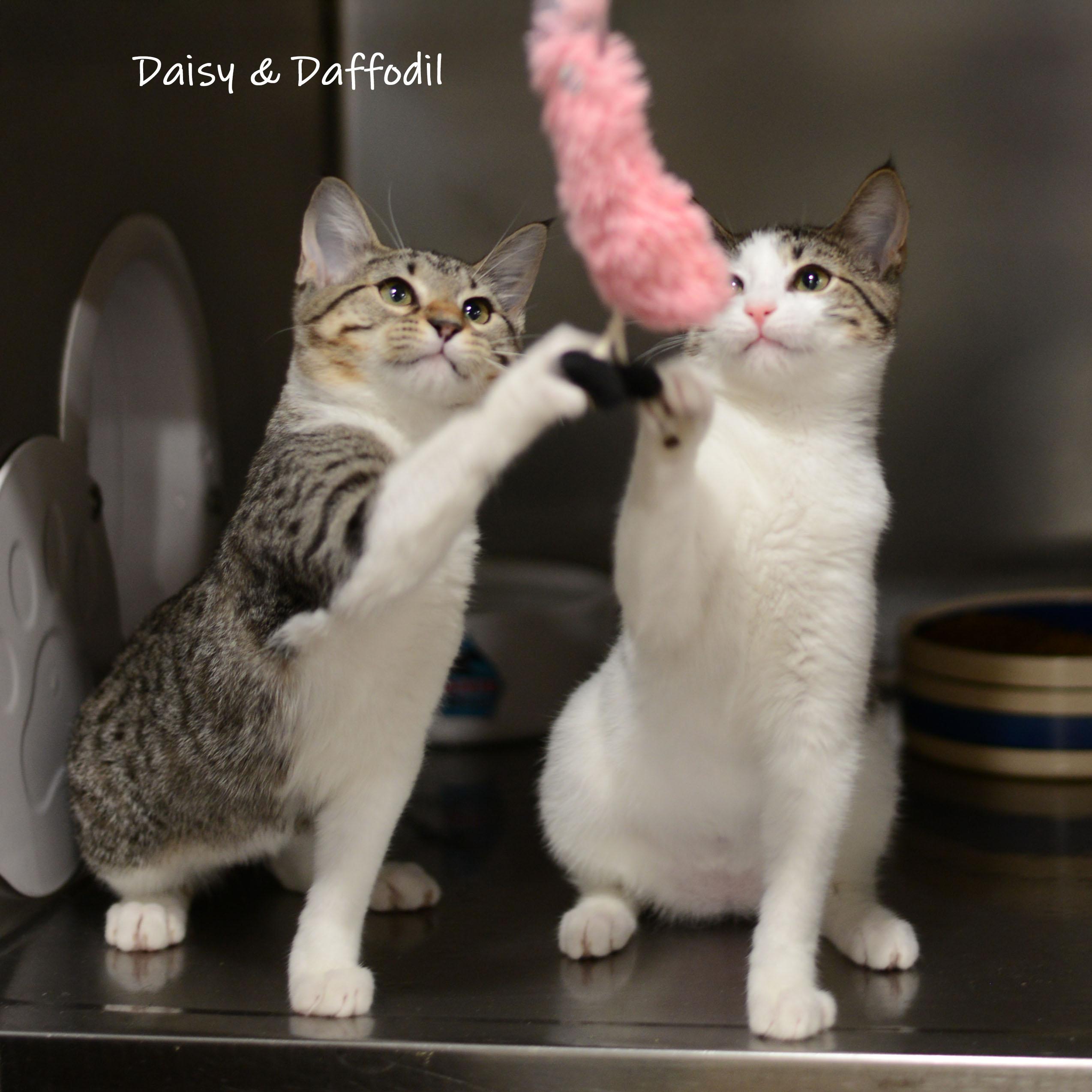 Daffodil, an adopted Domestic Short Hair in Bishop, GA image 6/6