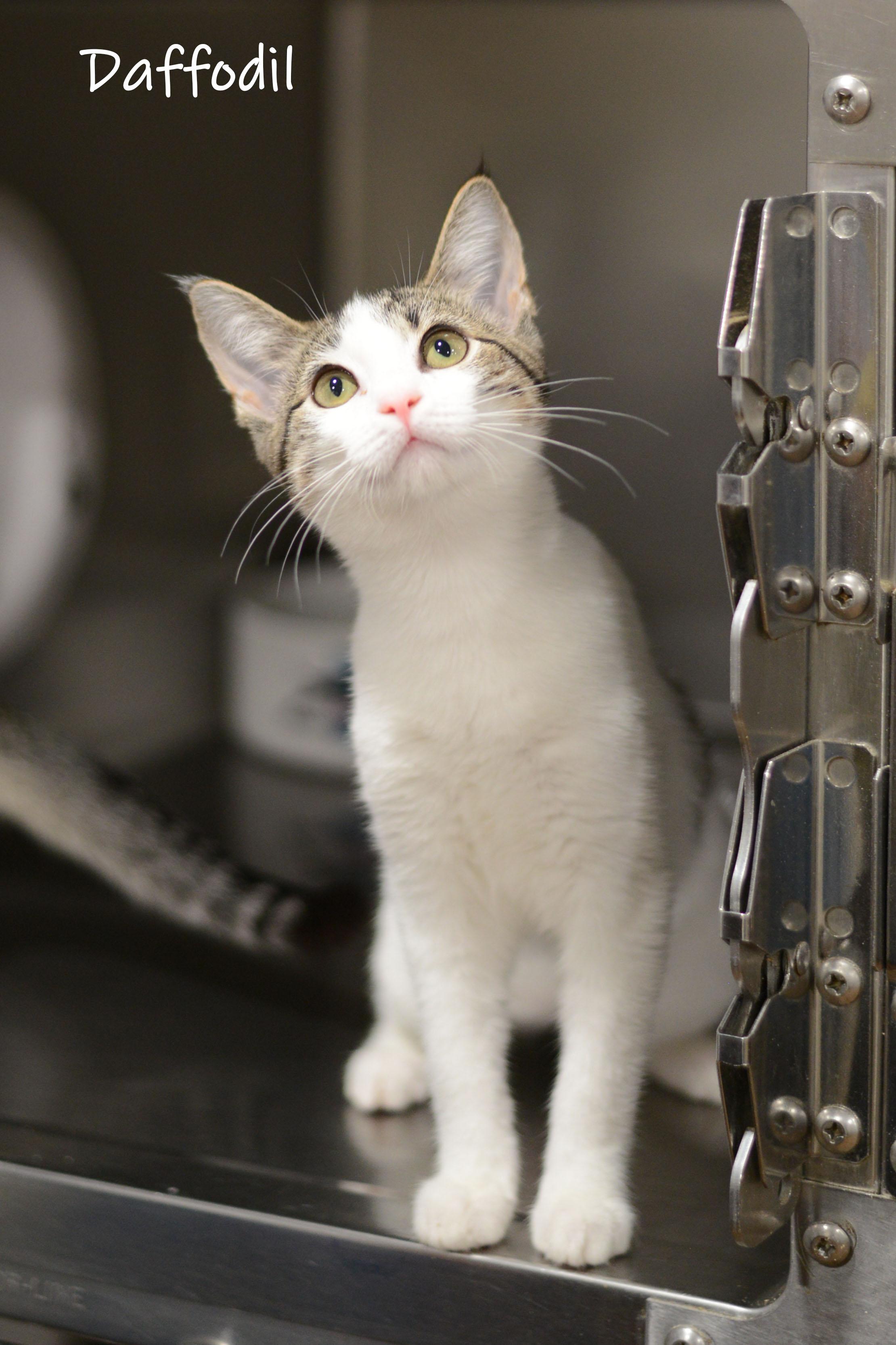 Daffodil, an adopted Domestic Short Hair in Bishop, GA image 2/6
