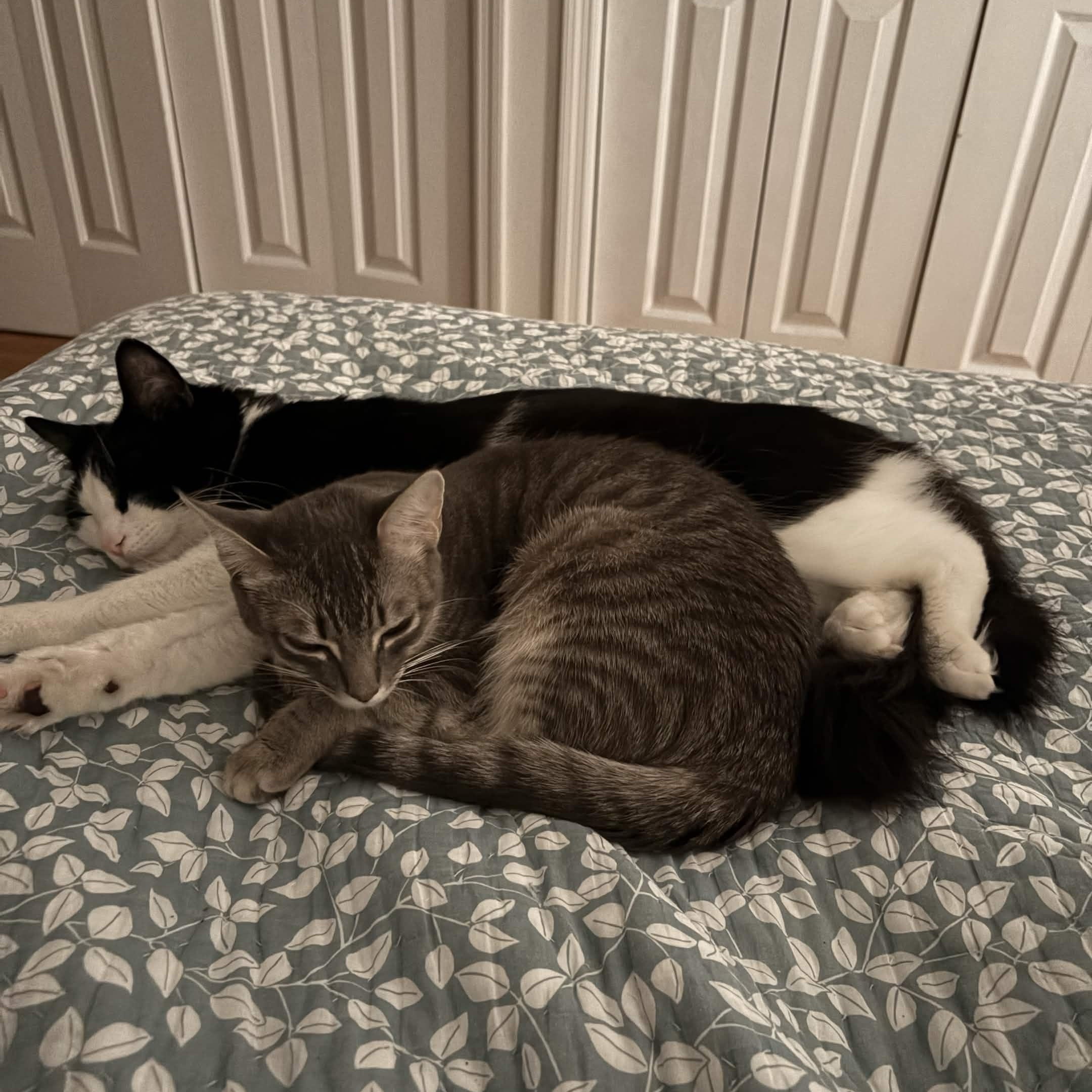 Gustavo (Bonded with Athena), a Adoptable Domestic Short Hair in Weehawken, NJ image 6/6