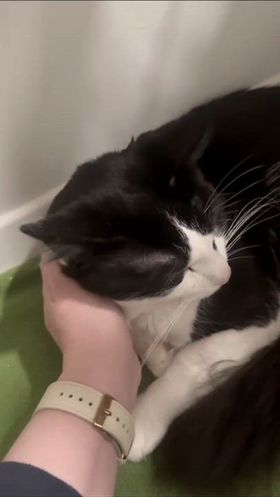 Enlarge Gustavo (Bonded with Athena), a Adoptable Domestic Short Hair in Weehawken, NJ video 4/6