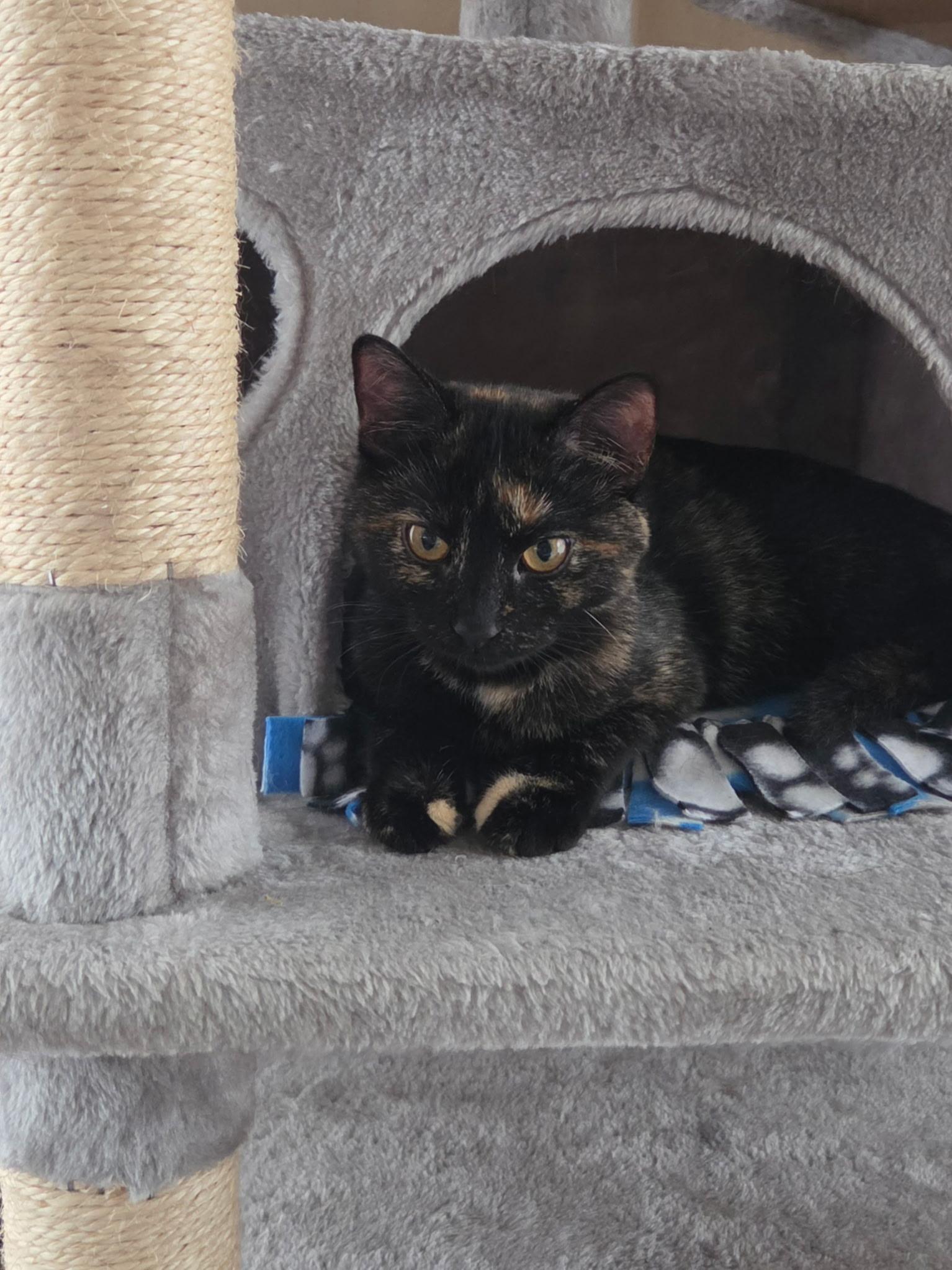 Enlarge Torta, a Adoptable Domestic Short Hair in Faribault, MN image 2/2