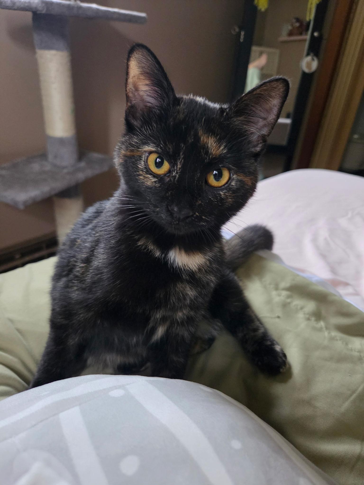 Torta, Adoptable, Kitten Female Domestic Short Hair.