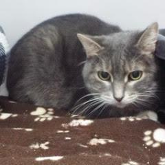 Enlarge Wee Wee--Lovely Senior Lady Available with Vet Care Support for Life!, a Adopted Tabby in Green Valley, AZ image 1/4