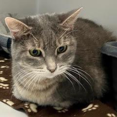 Enlarge Wee Wee--Lovely Senior Lady Available with Vet Care Support for Life!, a Adopted Tabby in Green Valley, AZ image 2/4