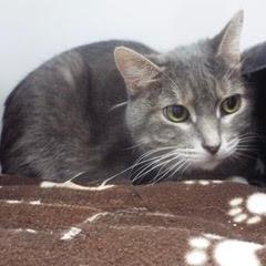 Enlarge Wee Wee--Lovely Senior Lady Available with Vet Care Support for Life!, a Adopted Tabby in Green Valley, AZ image 3/4
