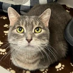 Enlarge Wee Wee--Lovely Senior Lady Available with Vet Care Support for Life!, a Adopted Tabby in Green Valley, AZ image 4/4