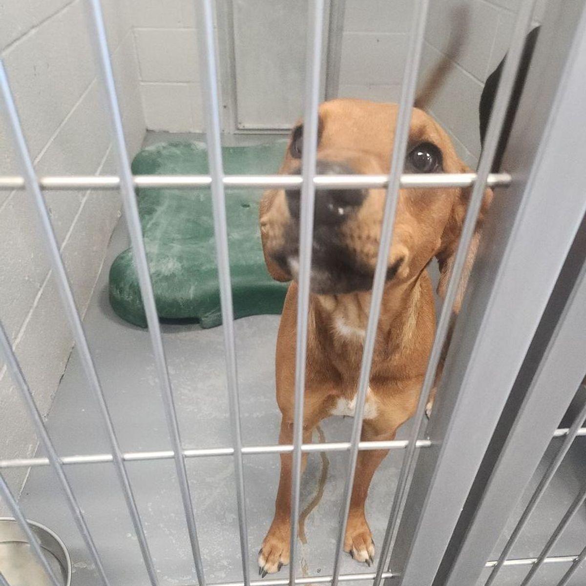 Missy, Adoptable, Adult Female Hound.