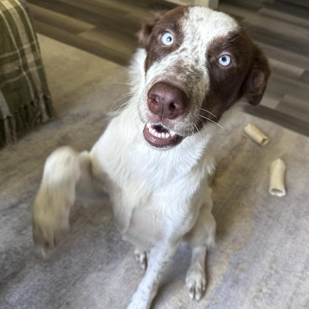Nixie, Adoptable, Adult Female Mixed Breed.