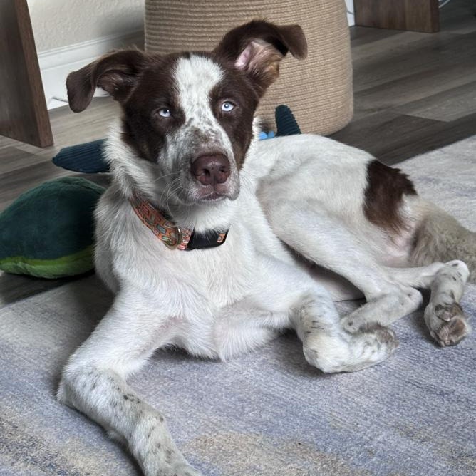 Enlarge Nixie, a Adoptable mixed breed in Toledo, OH image 2/4