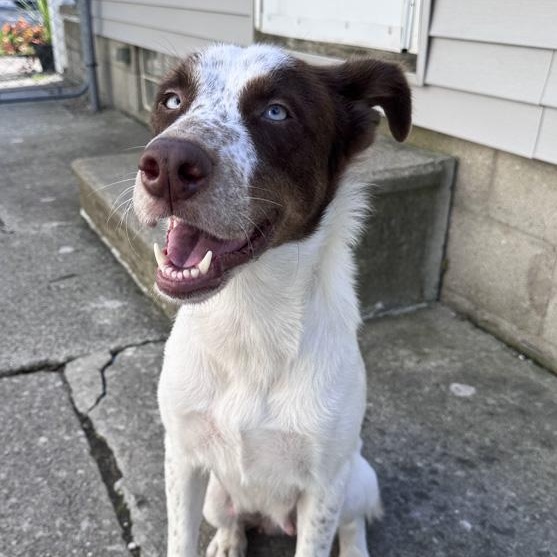 Enlarge Nixie, a Adoptable mixed breed in Toledo, OH image 4/4