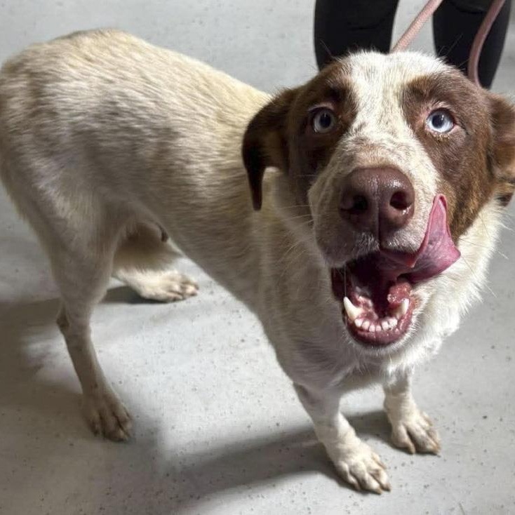 Enlarge Nixie, a Adoptable mixed breed in Toledo, OH image 3/4