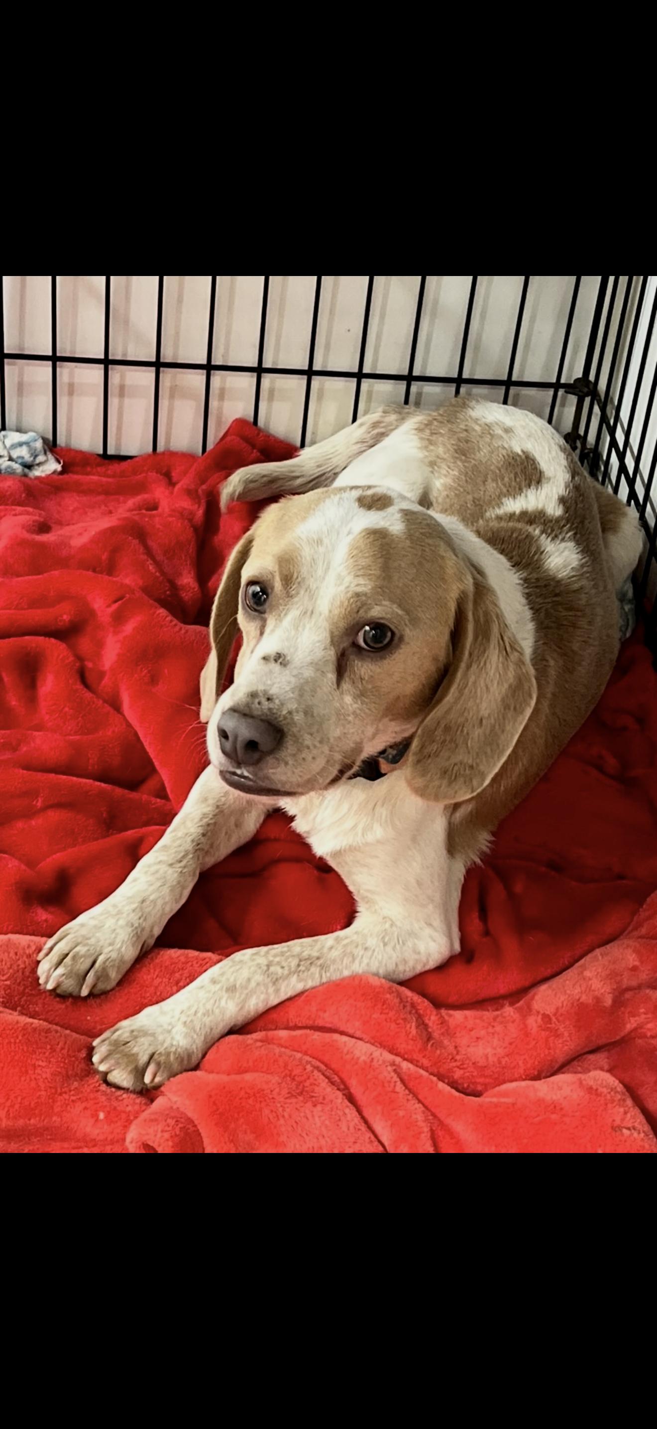 Enlarge Marshall, an adopted Beagle in HONEY BROOK, PA image 1/6