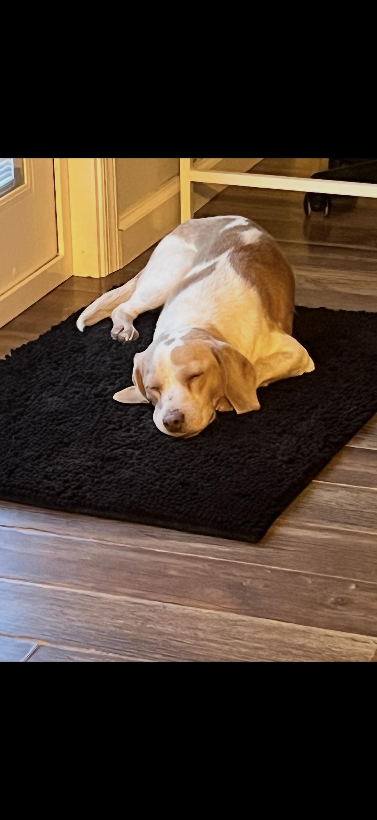 Enlarge Marshall, an adopted Beagle in HONEY BROOK, PA image 2/6