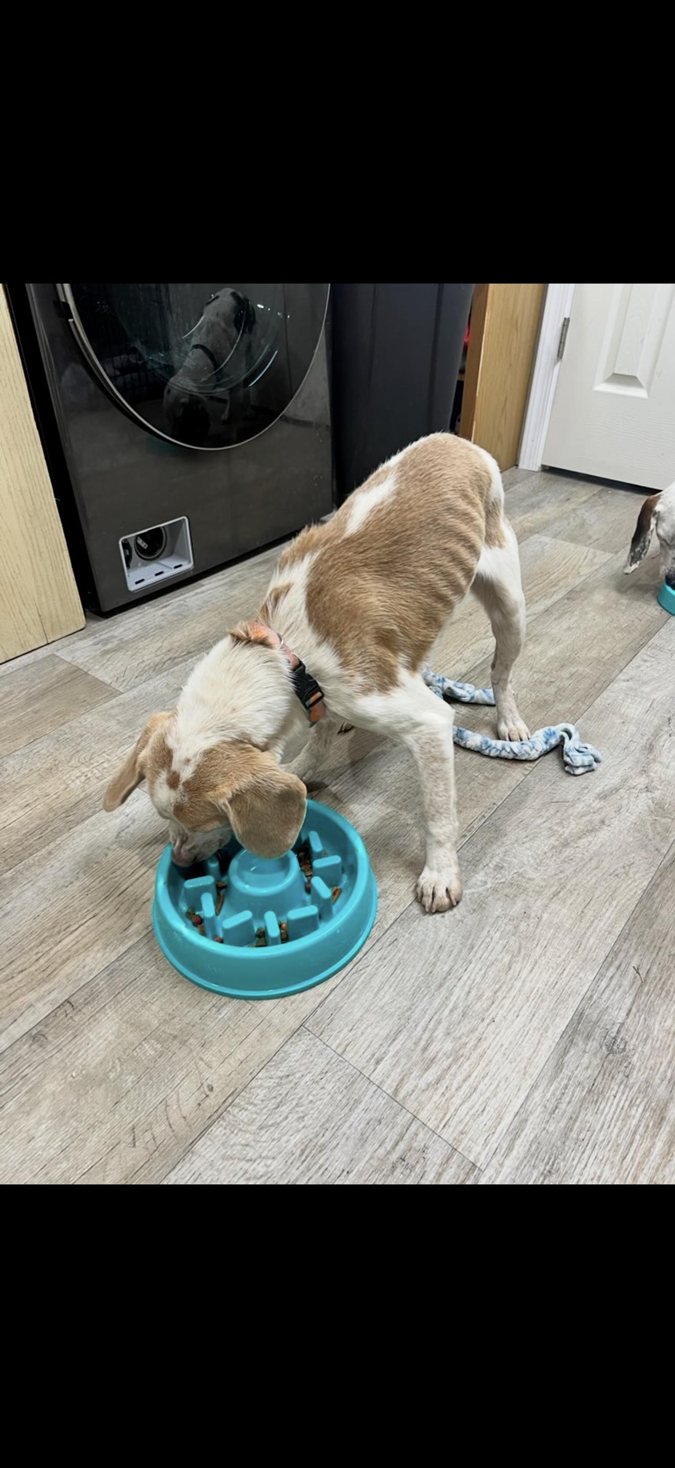 Enlarge Marshall, an adopted Beagle in HONEY BROOK, PA image 3/6