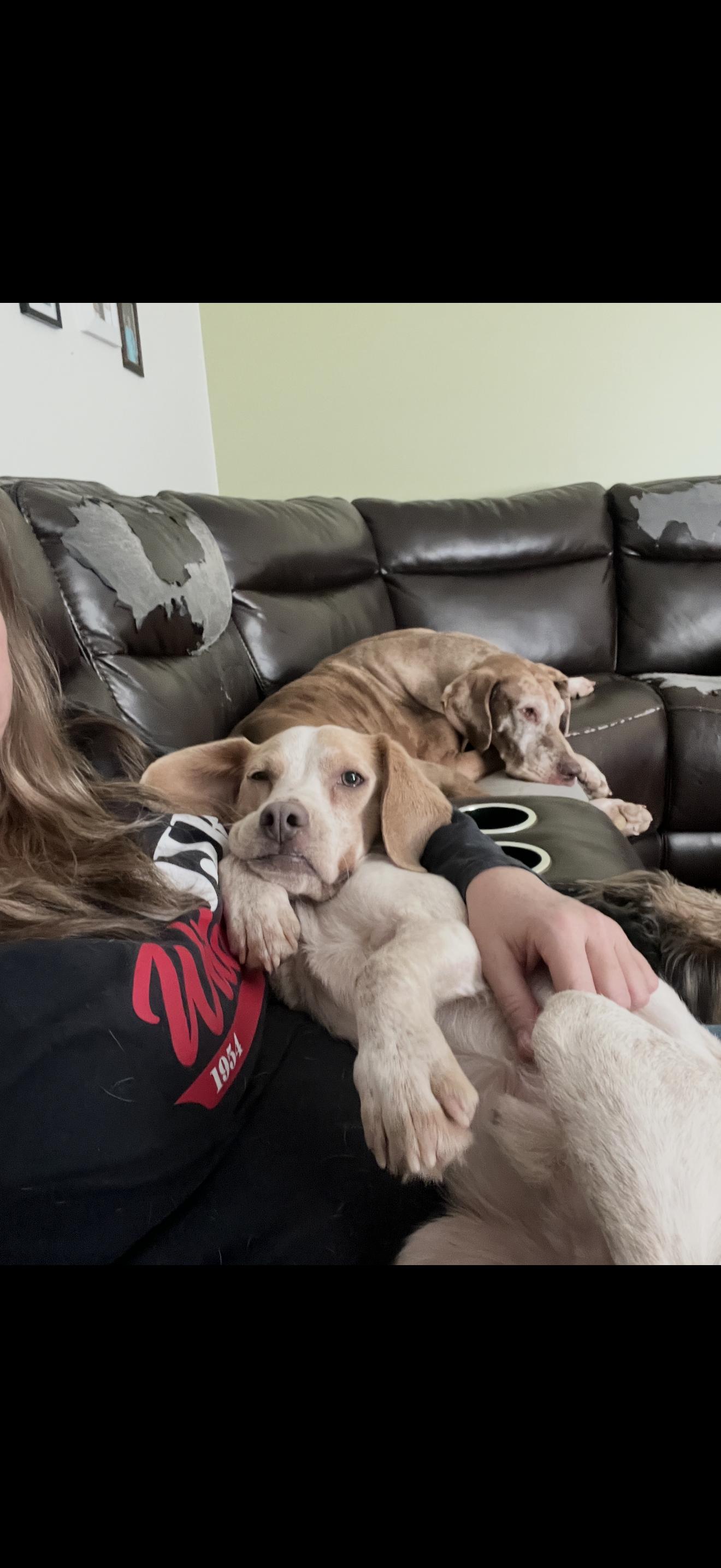 Enlarge Marshall, an adopted Beagle in HONEY BROOK, PA image 4/6