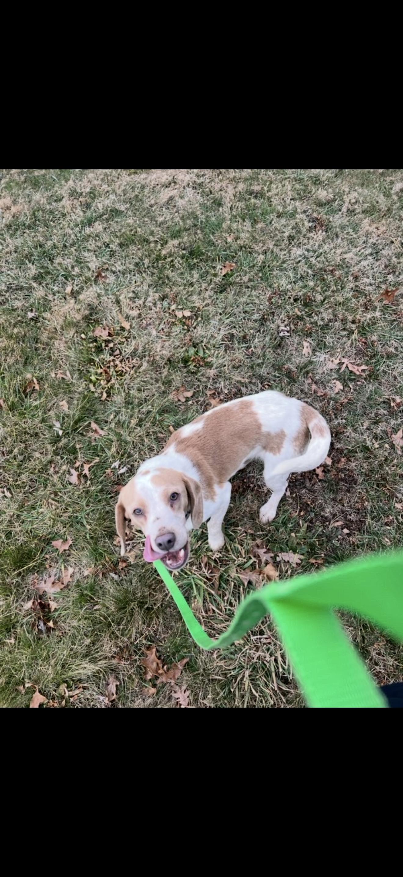 Enlarge Marshall, an adopted Beagle in HONEY BROOK, PA image 6/6