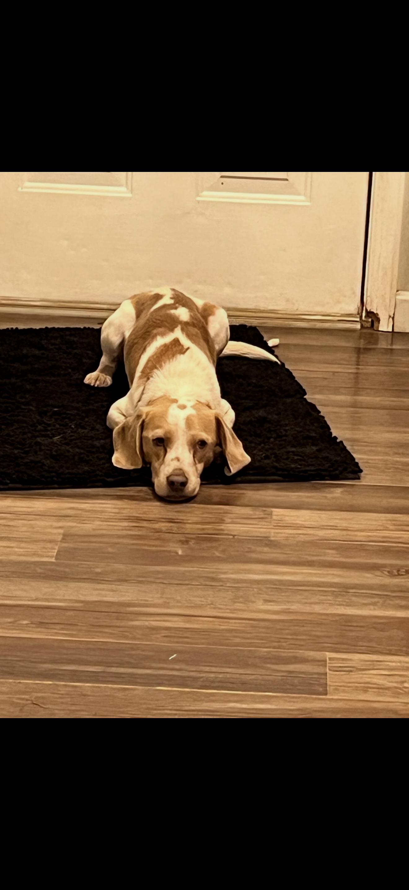 Enlarge Marshall, an adopted Beagle in HONEY BROOK, PA image 5/6