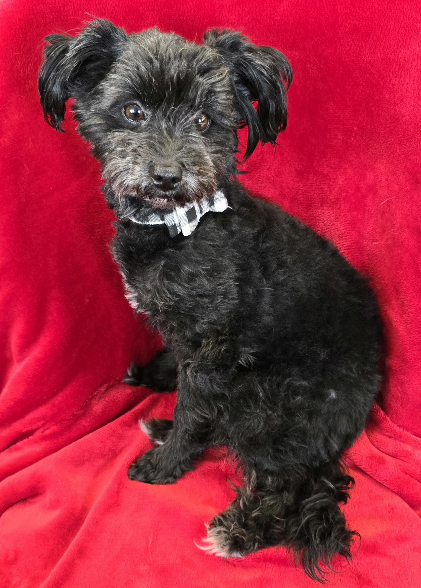 Enlarge Izzy, an adopted Pomapoo in LaGrange, IN image 5/6