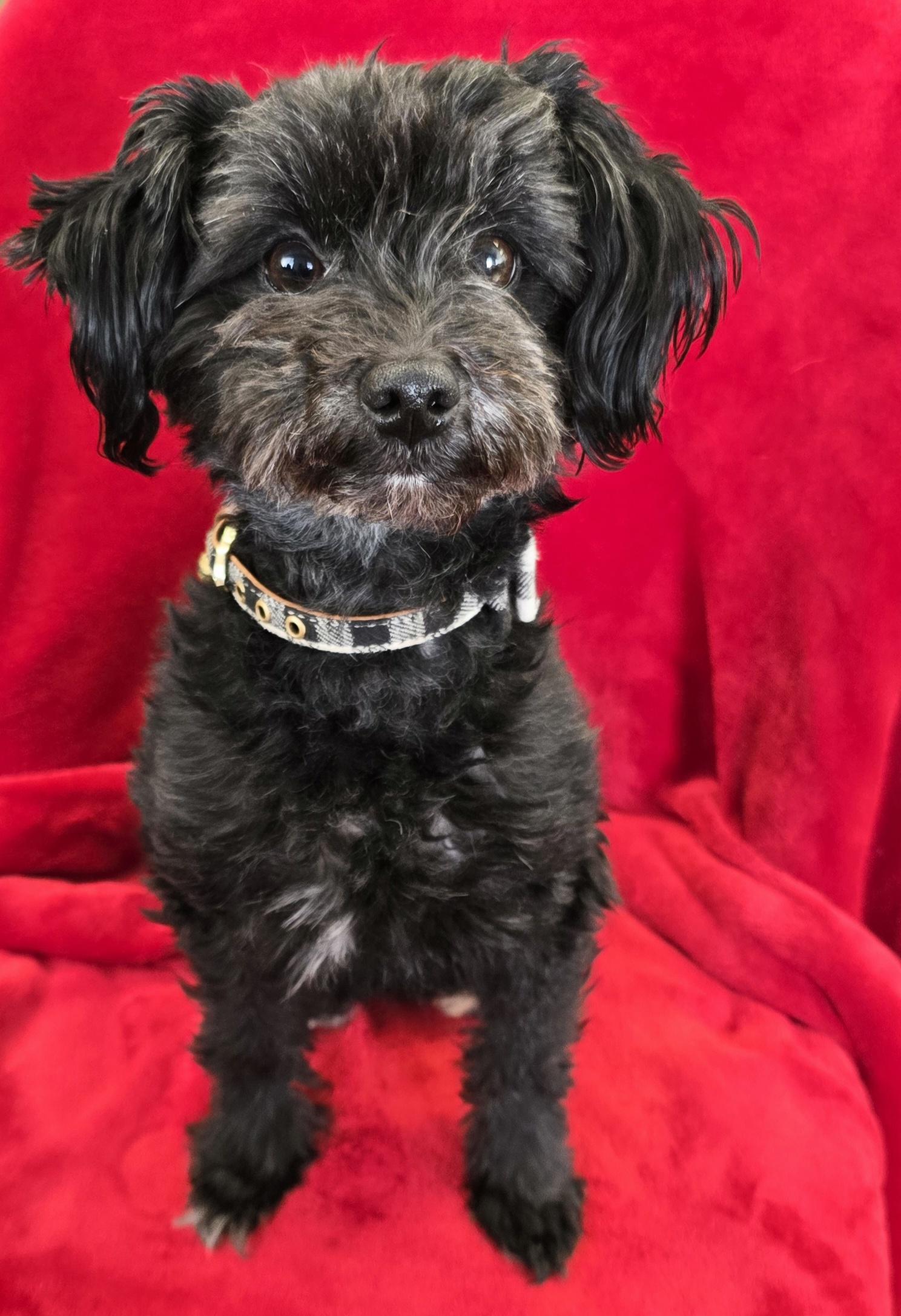 Enlarge Izzy, an adopted Pomapoo in LaGrange, IN image 4/6