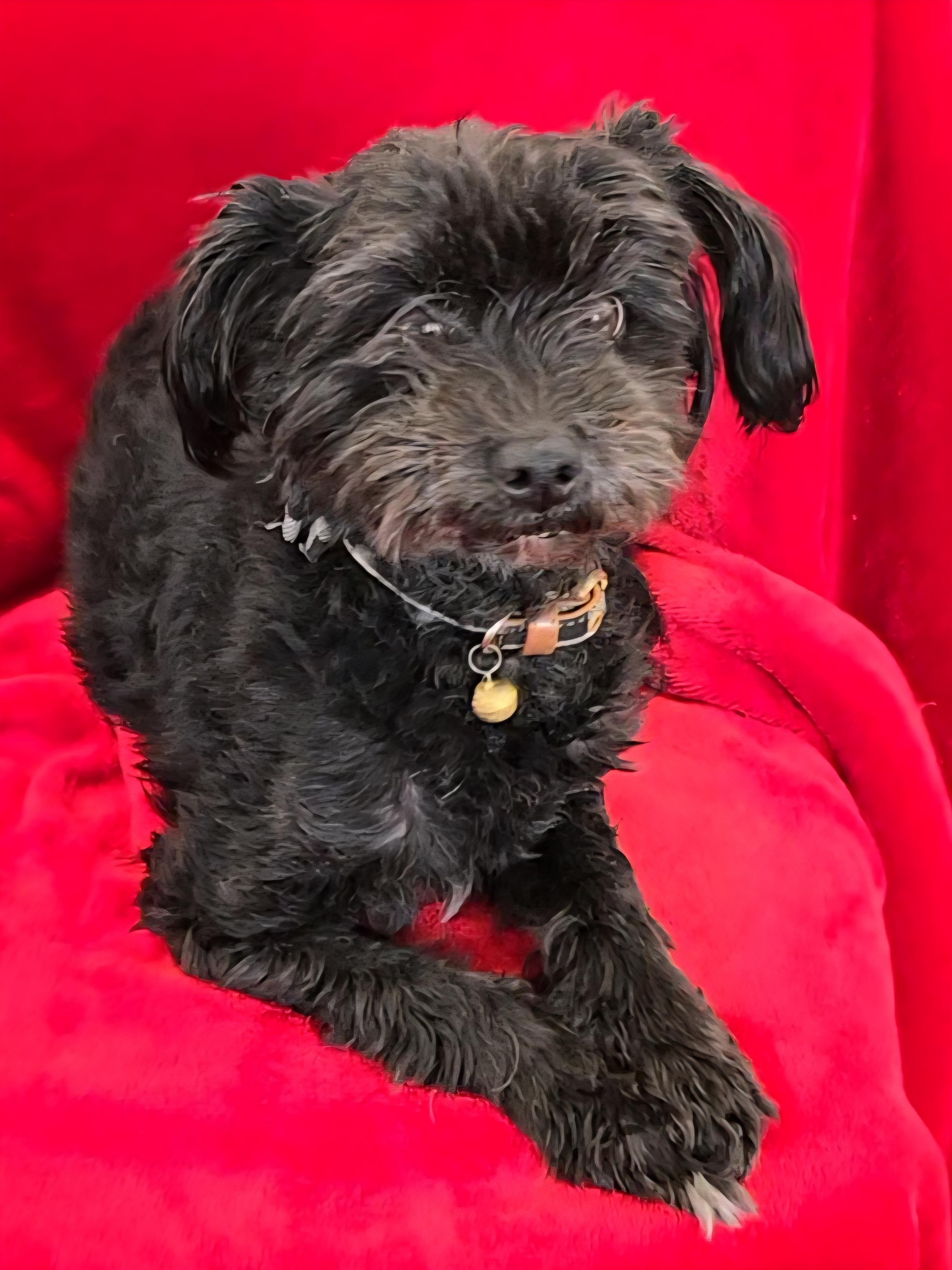 Enlarge Izzy, an adopted Pomapoo in LaGrange, IN image 1/6