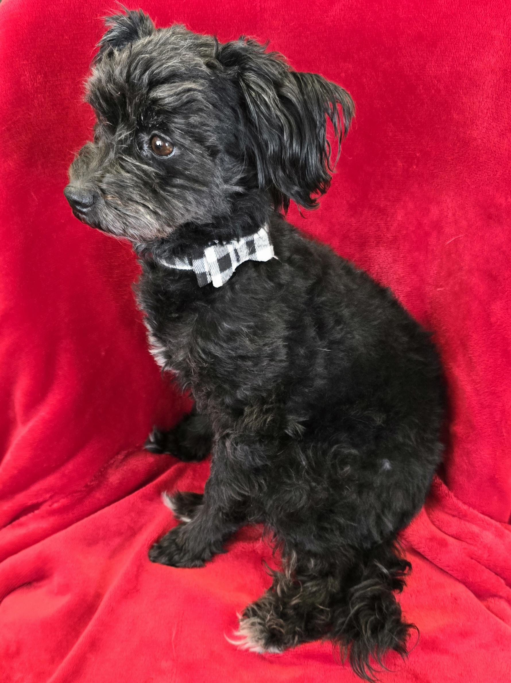 Enlarge Izzy, an adopted Pomapoo in LaGrange, IN image 2/6