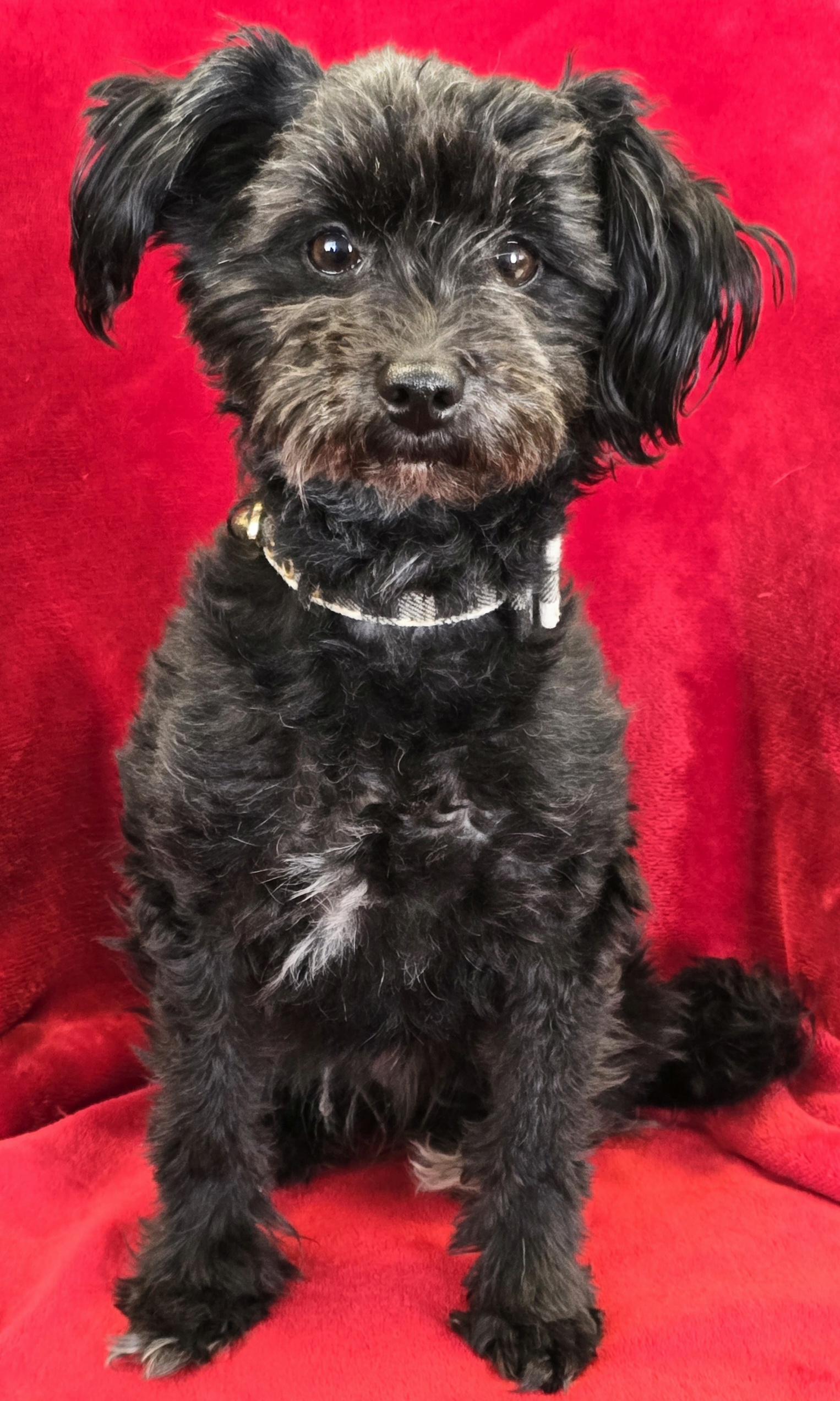 Enlarge Izzy, an adopted Pomapoo in LaGrange, IN image 3/6