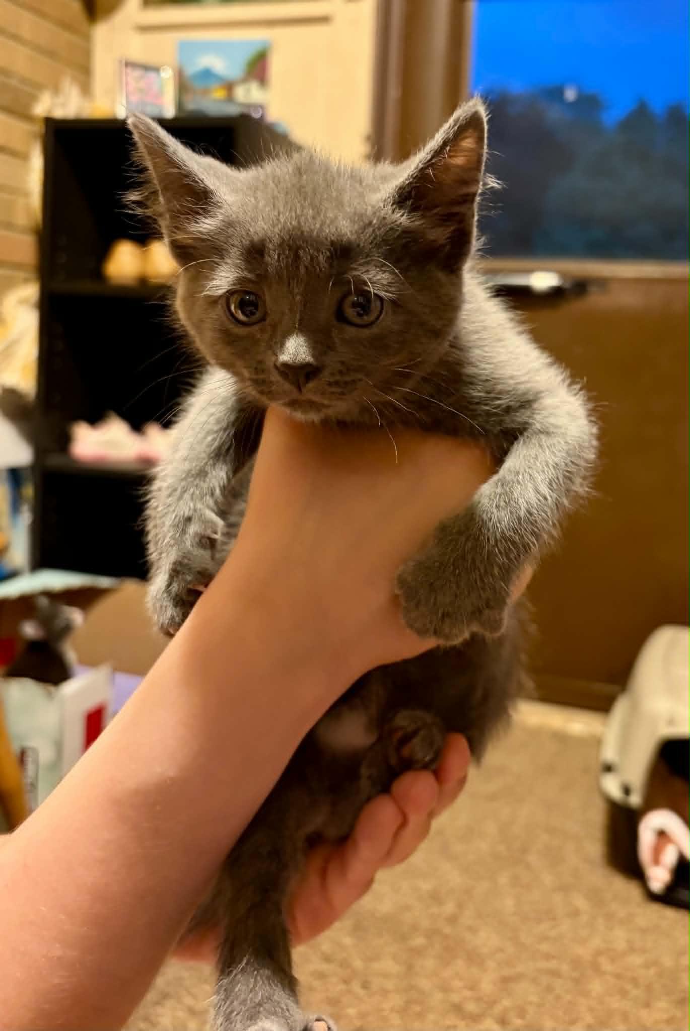 Elroy, ADOPTABLE, Kitten Male Domestic Short Hair.