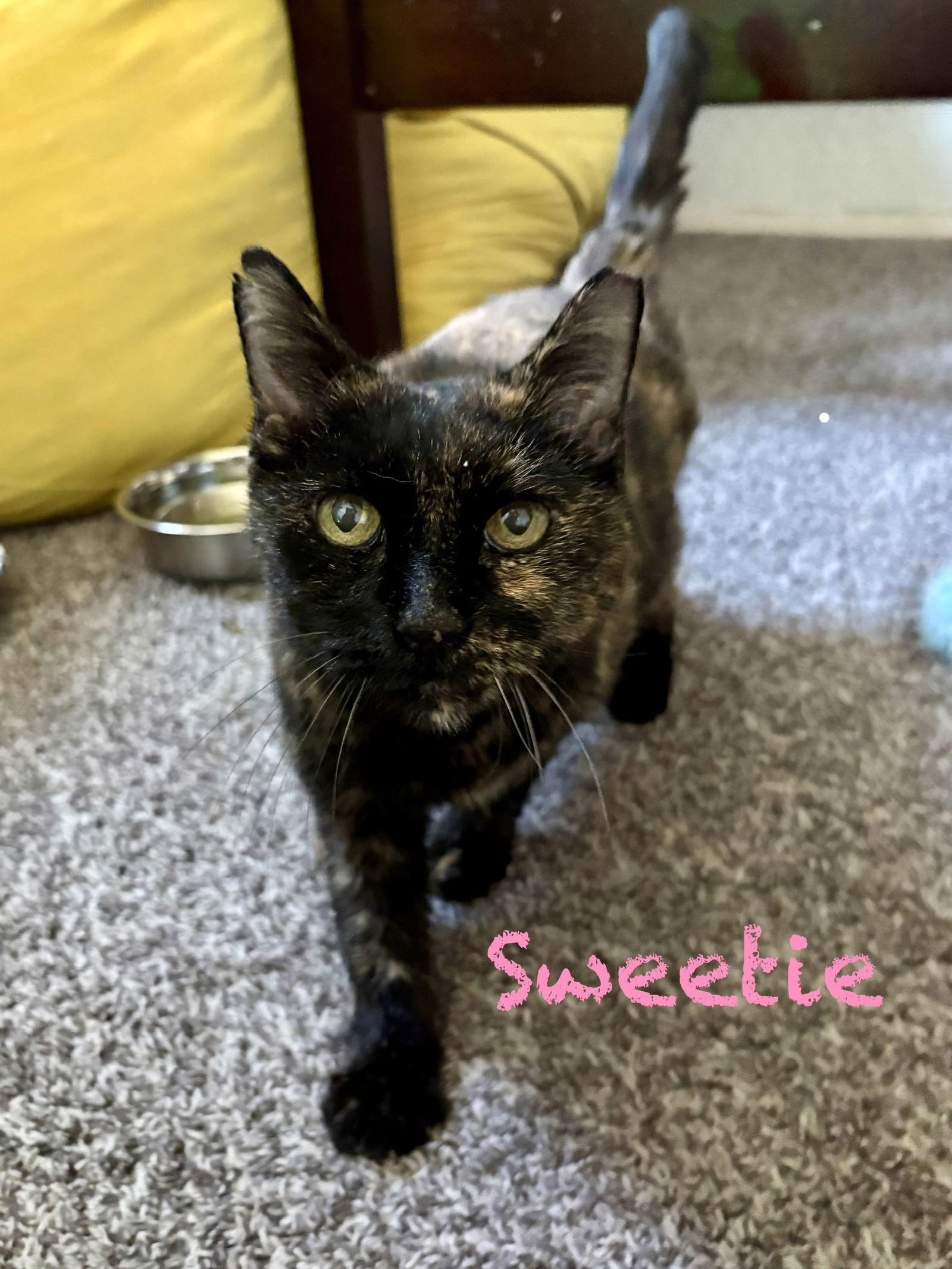 Sweetie, Adoptable, Adult Female Tortoiseshell.