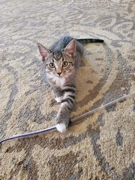 Smokey the Cat, Adoptable, Kitten Male Domestic Short Hair.