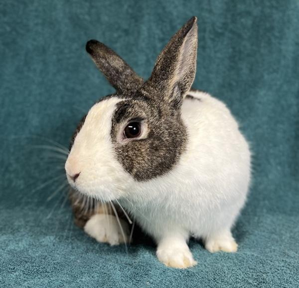 Spot, Adoptable, Young Male Dutch.