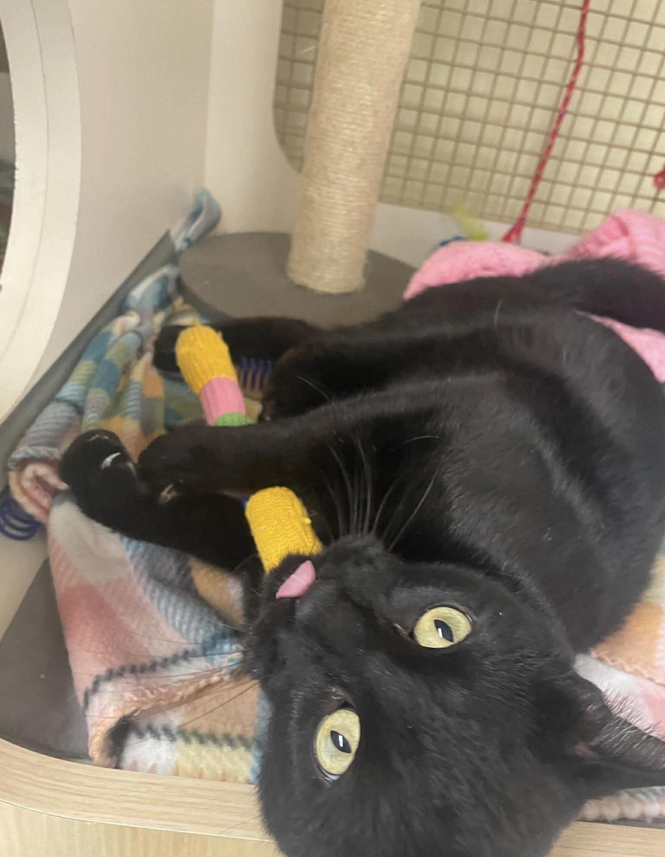 Jagger, Adoptable, Young Male Domestic Short Hair.