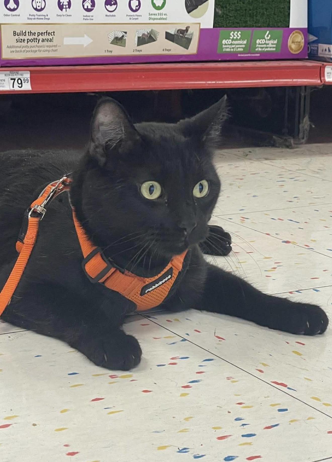 Enlarge Jagger, a Adoptable mixed breed in Lockport, IL image 2/2