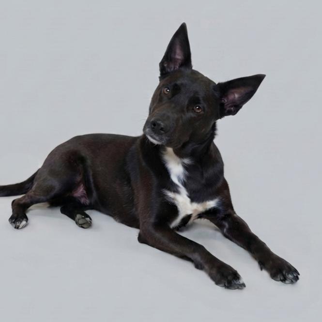 Dixie, Adoptable, Adult Female Cattle Dog & Mixed Breed.