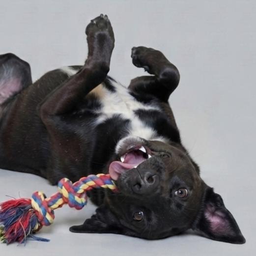 Enlarge Dixie, a Adoptable mixed breed in Enid, OK image 2/4