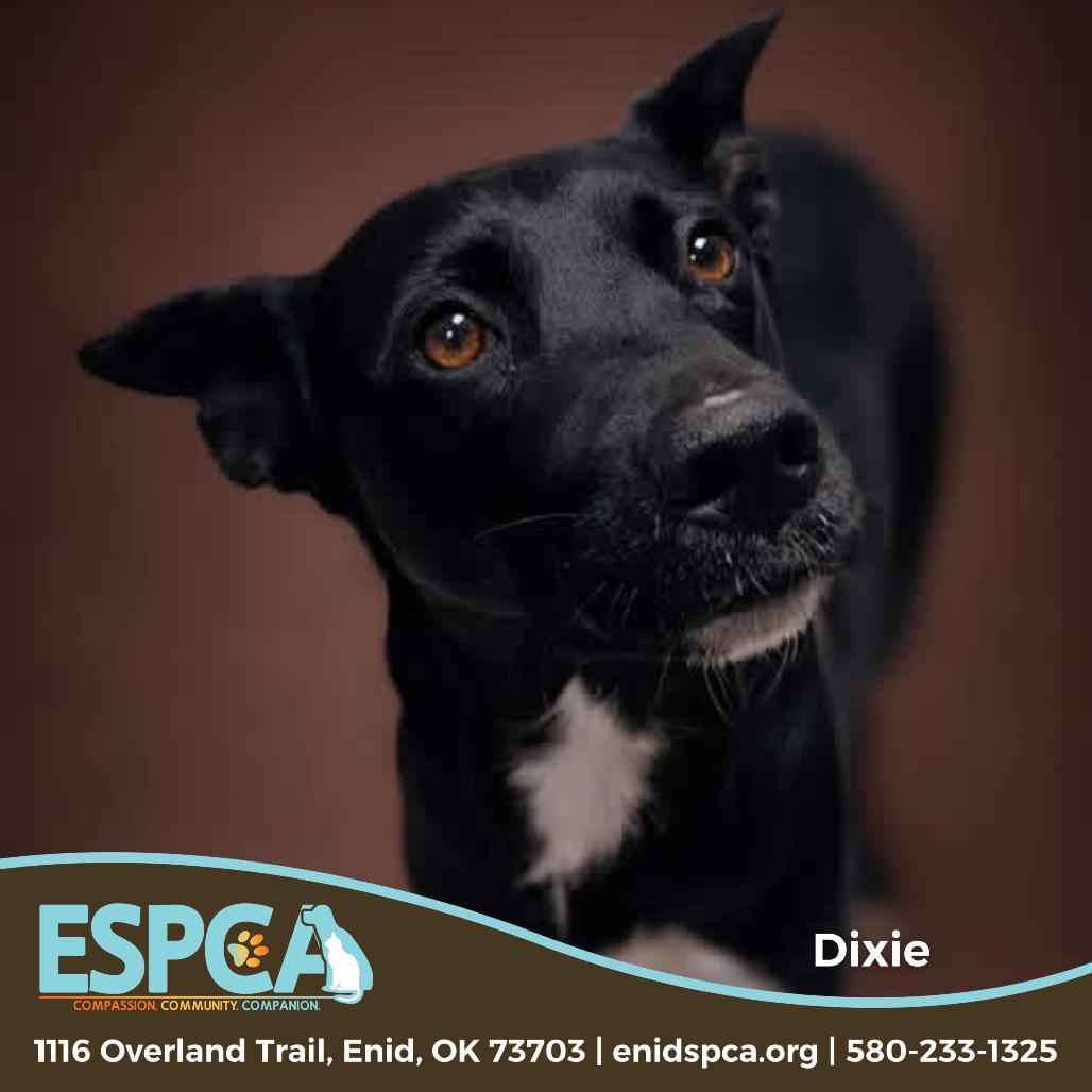 Dixie, Adoptable, Adult Female Cattle Dog & Mixed Breed.