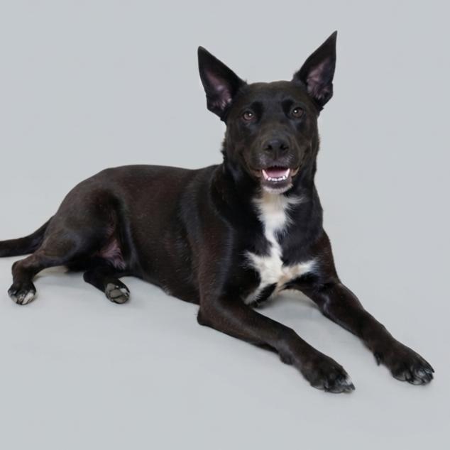 Enlarge Dixie, a Adoptable mixed breed in Enid, OK image 3/4