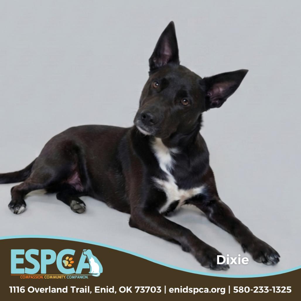Enlarge Dixie, a Adoptable mixed breed in Enid, OK image 4/4