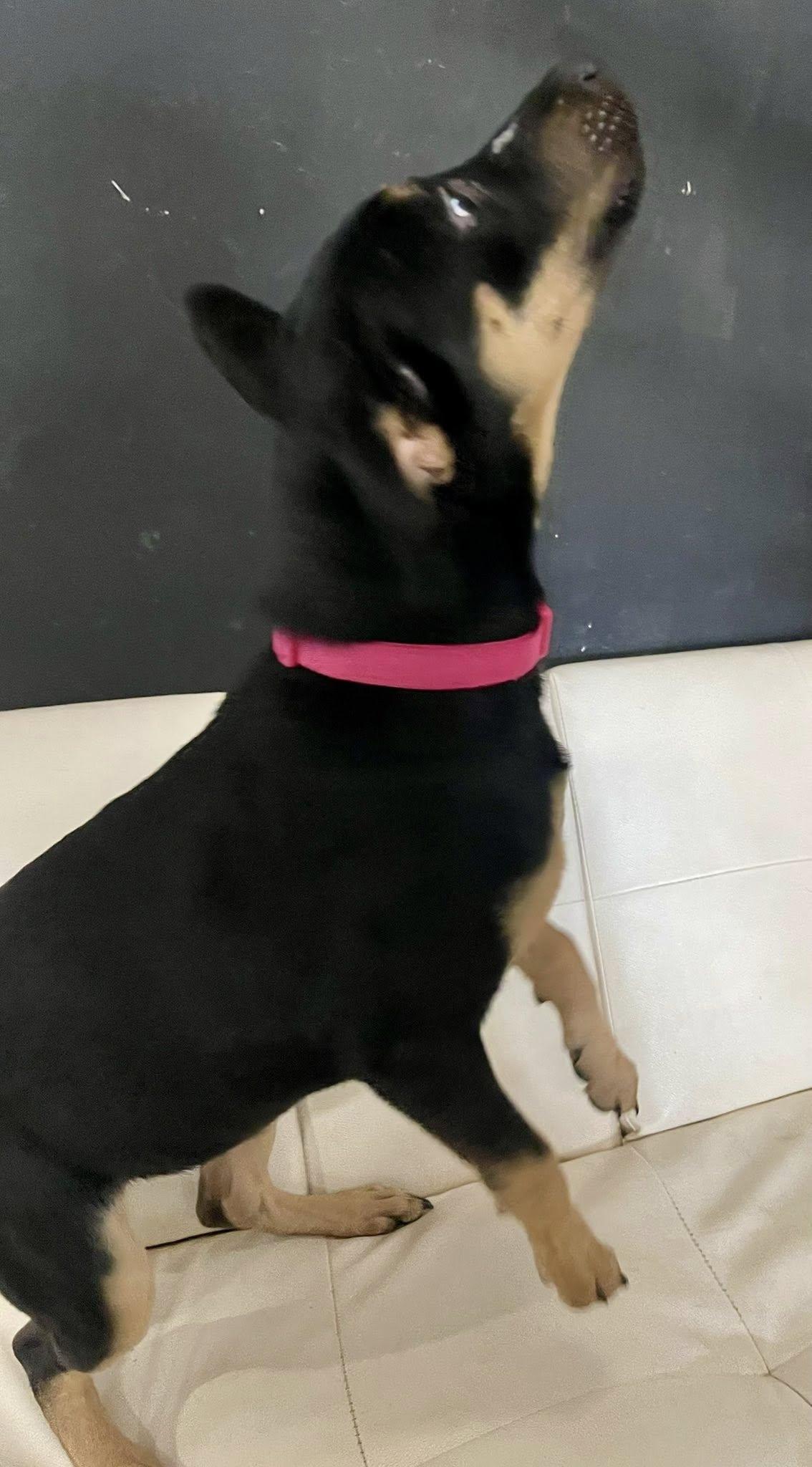 Enlarge Bella, an adopted German Pinscher in Columbia, LA image 3/4