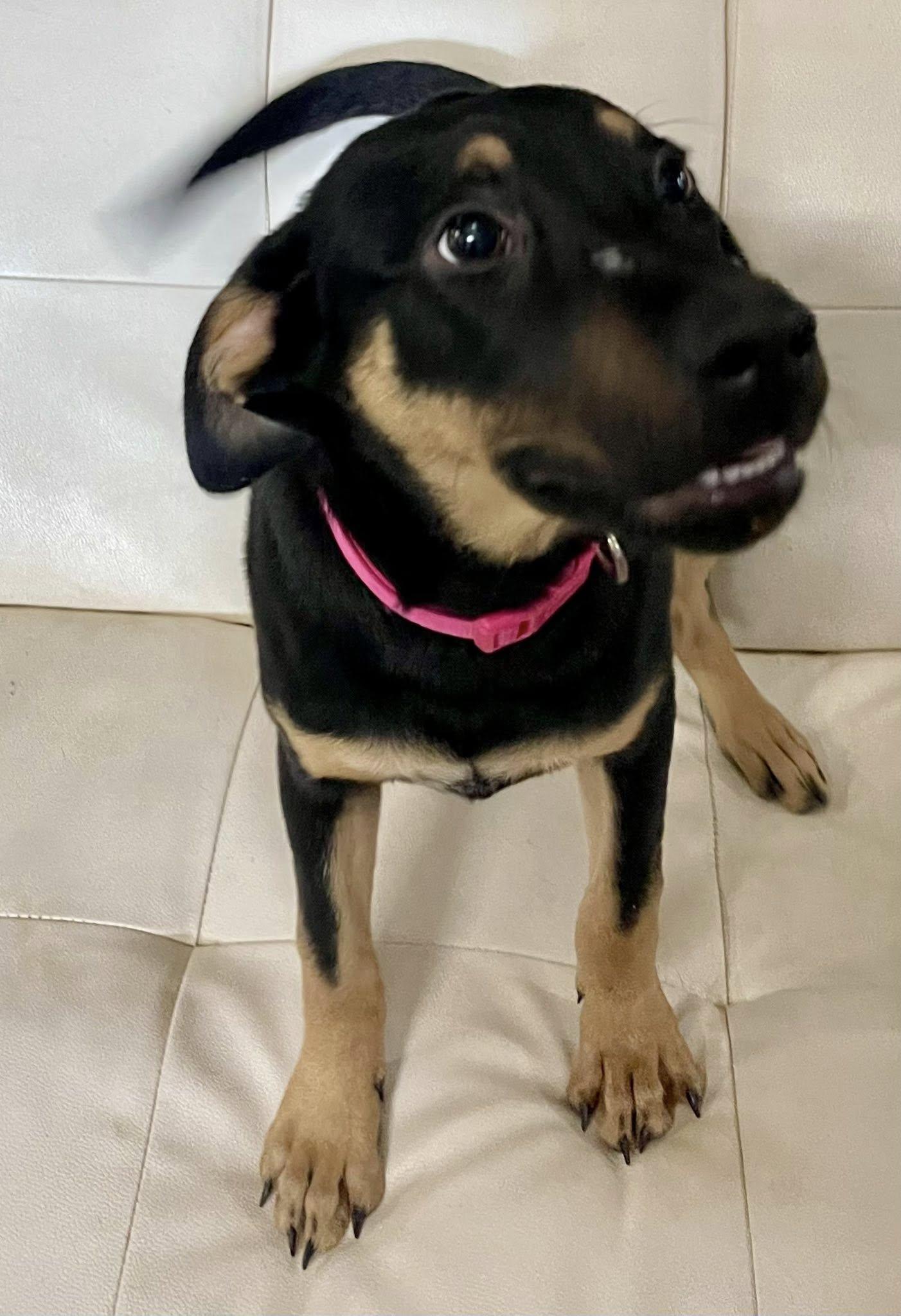 Bella, adopted, Young Female German Pinscher.