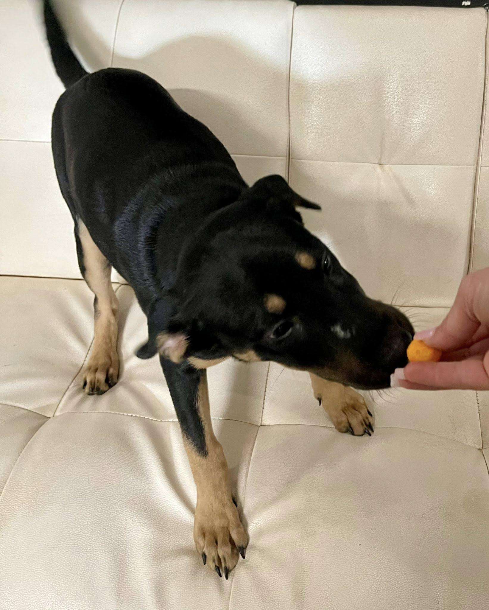 Enlarge Bella, an adopted German Pinscher in Columbia, LA image 4/4