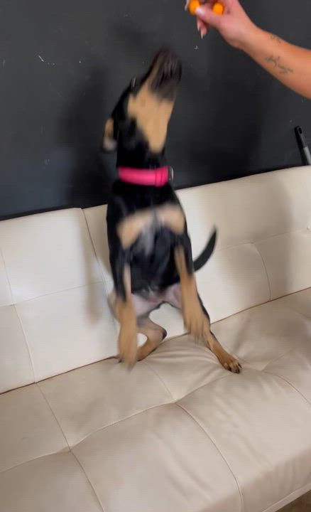 Enlarge Bella, an adopted German Pinscher in Columbia, LA video 2/4