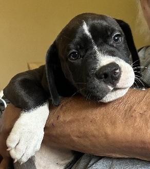 Puppy E