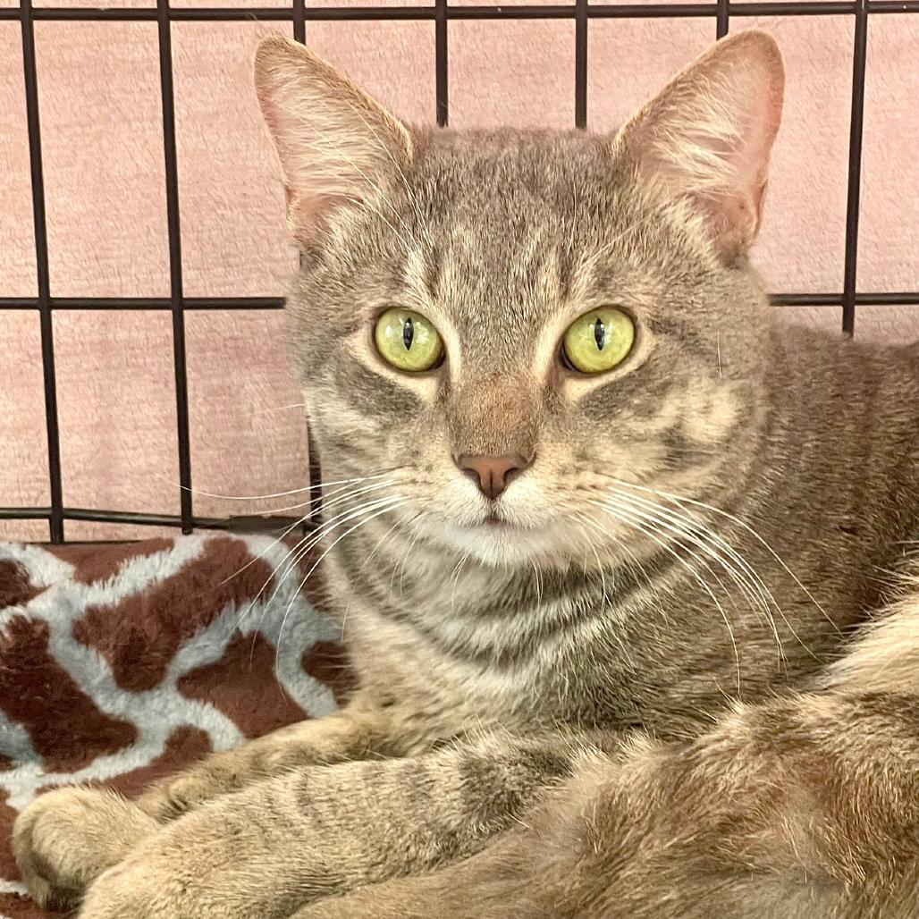 Enlarge Jay, a Adoptable Domestic Short Hair in Deerfield, IL image 1/2