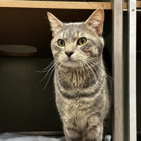 Enlarge Jay, a Adoptable Domestic Short Hair in Deerfield, IL image 2/2