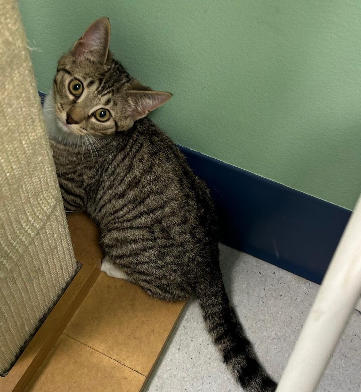 Bandit, adopted, Kitten Male Domestic Short Hair.
